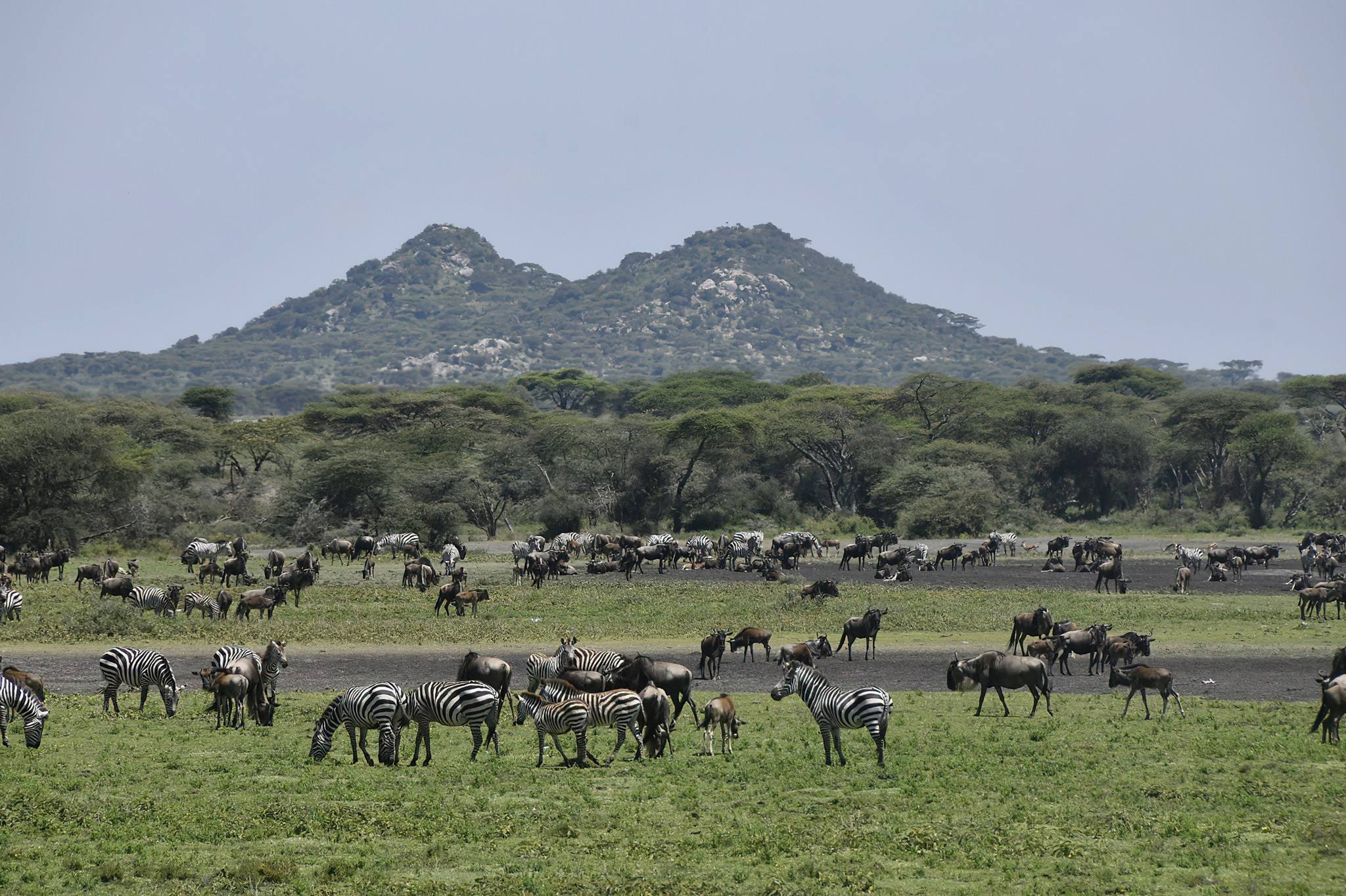 Wildlife_in_Ndutu