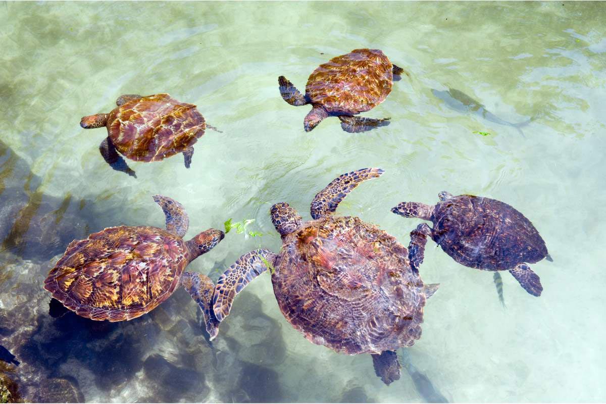 turtles-mnarani